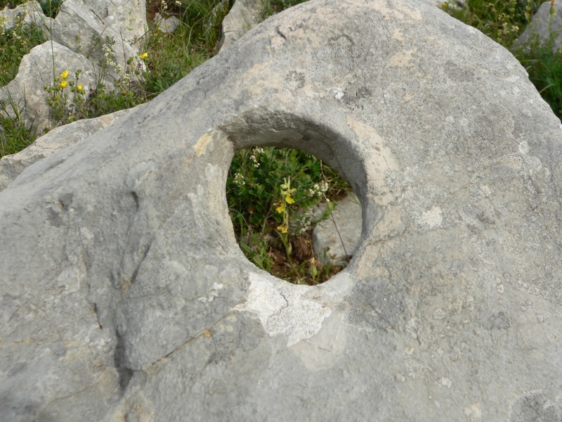 Ophrys lacaitae / Ofride di Lacaita